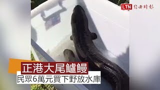 26台斤大尾鱸鰻被捕獲民眾6萬元買下野放明德水庫