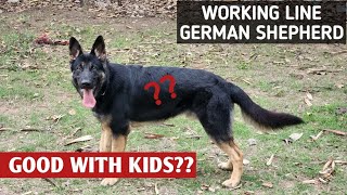 Are Working Line German Shepherds good with KIDS? | #germanshepherd #workinglinegsd by A-1085 10,149 views 1 year ago 9 minutes, 4 seconds