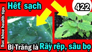 Kinh nghiệm chú Đạt HÊT ́SẠCH sâu bọ NẤM TRẮNG LÁ,#422 treatment mildew pests garden,   SKHT