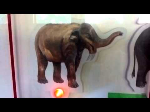 Elephant Evolution