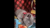 音源のみ 15秒で犬が寝る曲 I Know Tiktok Tonight You Belong To Me Youtube