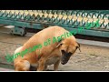 Click on the link 🔗..👉Symptoms of Ascites in Dog... 🐕