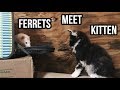 Ferrets Meet A Kitten For The 1st Time!