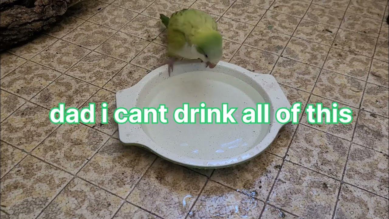 how to give your bird a bath YouTube