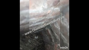 www.ChimneySweepBury.co, Chimney Sweep, Bird nest
