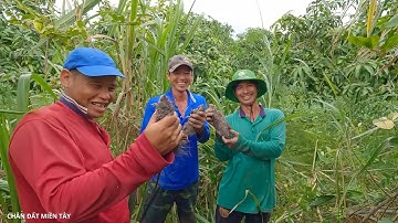 Săn bắt sau cơn mưa ,trúng nguyên bầy chuột cống nhum trong một hang - cdmt 923