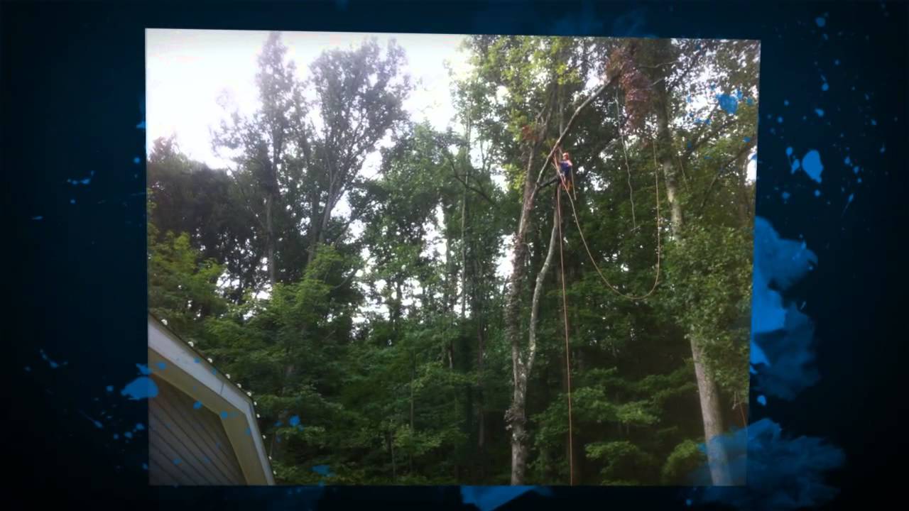 24 Hour Emergency Tree Removal London Ontario (226)2711459 YouTube