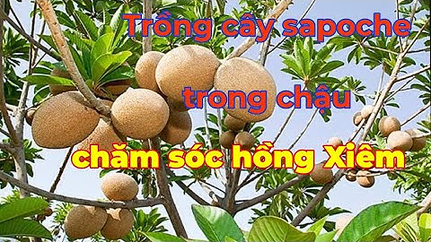 Trồng cây Sapoche trong chậu trĩu quả. Chăm sóc cây hồng xiêm xoài. Trồng cây ăn trái trong chậu.