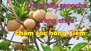 Trồng Cây Sapoche Trong Chậu Trĩu Quả. Chăm Sóc Cây Hồng Xiêm Xoài. Trồng Cây Ăn Trái Trong Chậu.