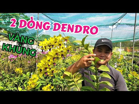 Video CHOÁNG TRƯỚC CHẬU DENDRO VÀNG TIA CỰC KHỦNG |... - youtube