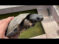 El nuevo tortuguero para mis tortugas de agua!!👌🐢