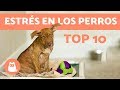 10 causas que provocan ESTRÉS en los PERROS