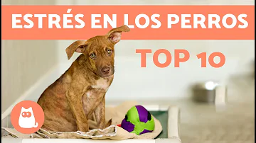 ¿Qué puede desencadenar un perro?