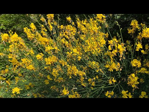 Видео: Что такое куст дрока: информация о цветущих кустах дрока