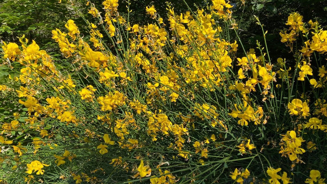 МЕТЕЛЬНИК ИЛИ ДРОК ИСПАНСКИЙ КУСТ ИЛИ ДЕРЕВЦЕ!? КАК ЛУЧШЕ СФОРМИРОВАТЬ ...