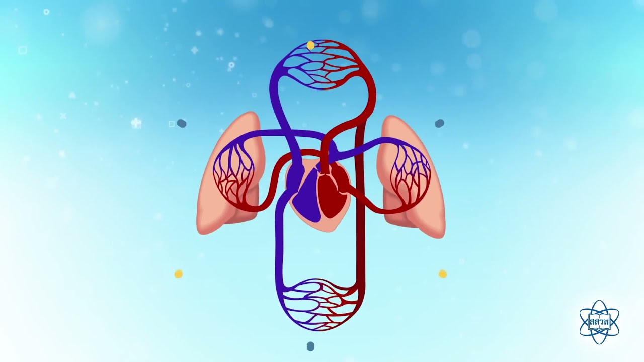 โครงสร้างและหน้าที่ของอวัยวะในระบบหายใจ (วิทยาศาสตร์ ม. 2 เล่ม 1 หน่วยที่ 3 บทที่ 2)