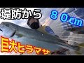 【衝撃】堤防からまさかの巨大ヒラマサが釣れた！！