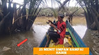 คาลิมันตัน ปลาชนิดนี้ราคาถูกมาก ปลาจุดดำลื่น... anakmahakamfishing