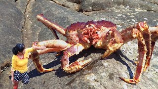 The ferocious king crab of Russia. The tide will bring rare seafood.