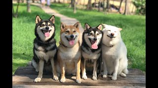 (Shiba Inu) كلب الشيبا اينو