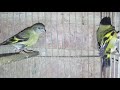 CABECITA NEGRA (Carduelis Magellanica) - ALIMENTACIÓN Y PREPARACIÓN PARA LA REPRODUCCIÓN