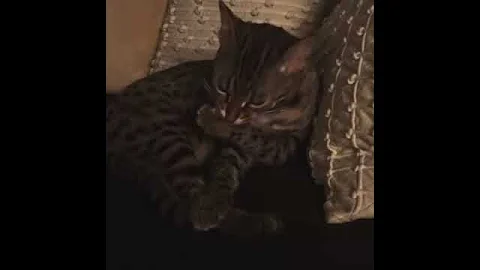Watch the video about Luca f1 Bengal cat grooming part 1