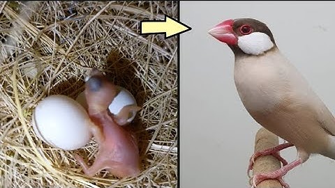 Java Sparrow Growth Journey: From Hatching to First Flight | Amazing Bird Life Cycle