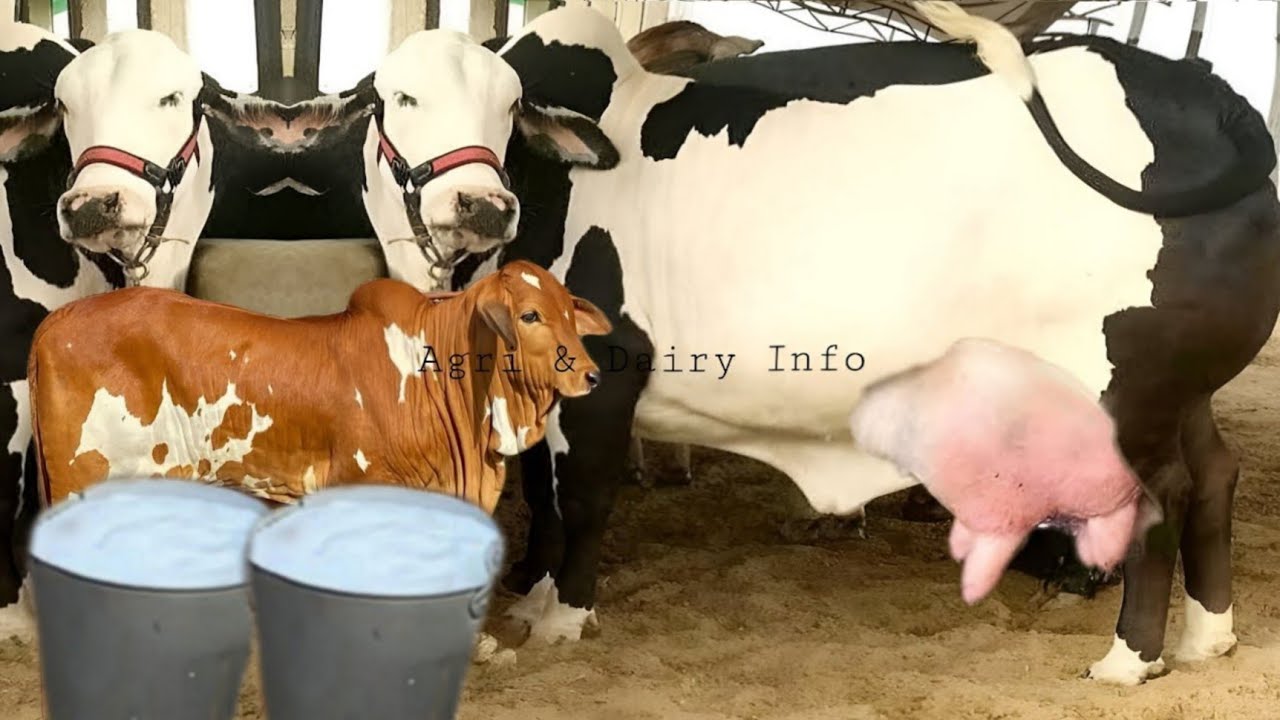 Cow and buffalo milk comes quickly | 100% Desi Formula