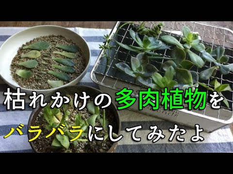 多肉植物 枯れかけの多肉植物の寄せ植え 分解してみる Succulent Plant Youtube