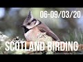 Scotland Birding 06-09/03/20