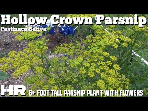 Video: Persilleplante gået i frø - Sådan forhindrer du persille i at boltre sig