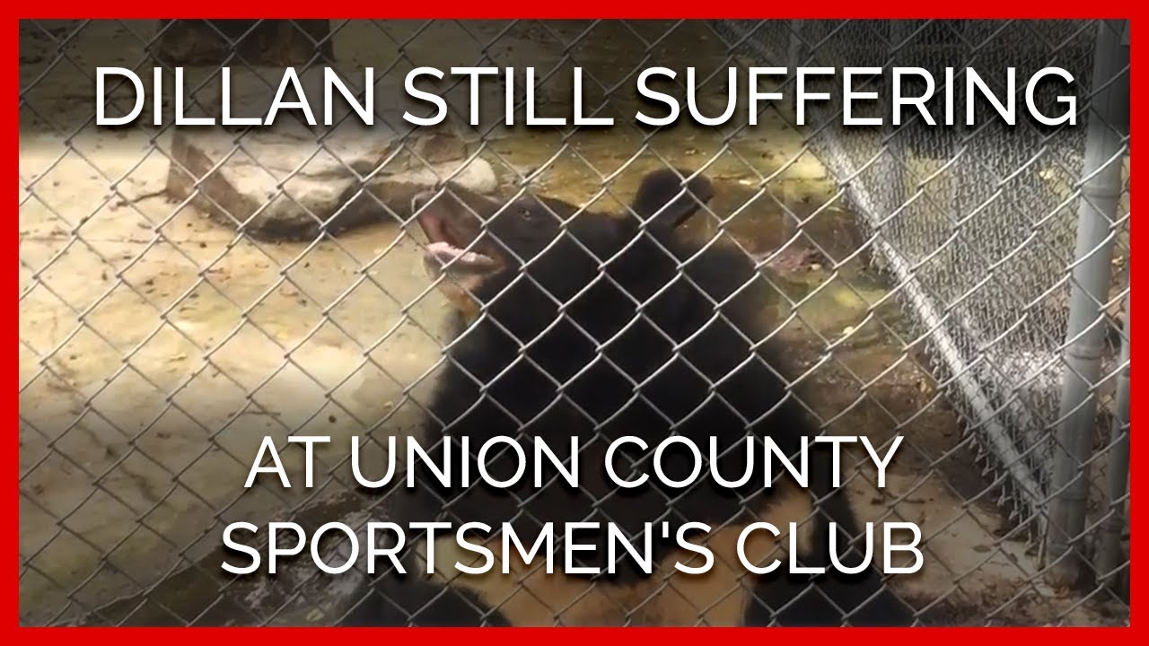 Morbidly Obese Bear Suffering at Union County Sportsmen's Club