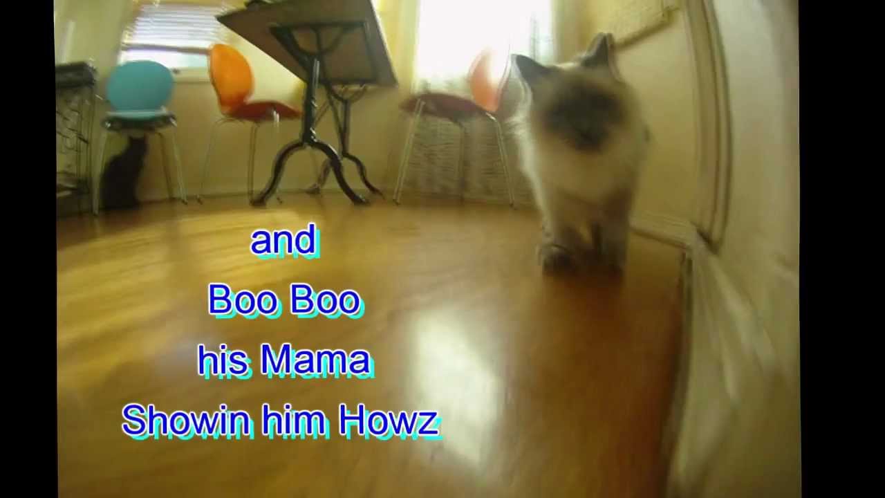 Mouse Hunting 101 A Must See Too Cute!! YouTube