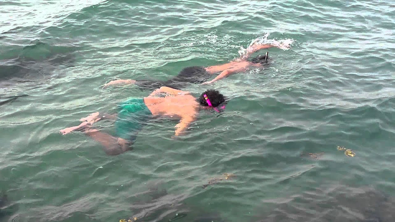 يوتيوب منتجع الشقيق بيتش