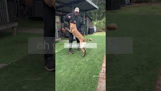 Unique solo bite work and incredible control with Belgian Malinois