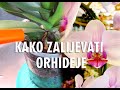 Briga o orhidejama za početnike - Kako zalijevati Phalenopsis orhideju