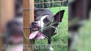 Best Funny Cats and Dogs 😹🐶 Of The Month 🤣 Try Not To Laugh by AnimalKing 4 views 2 years ago 13 minutes, 32 seconds