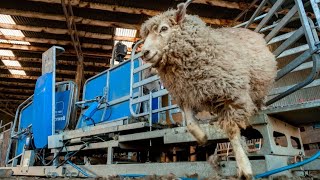 Te Pari Racewell Sheep Handlers in Action