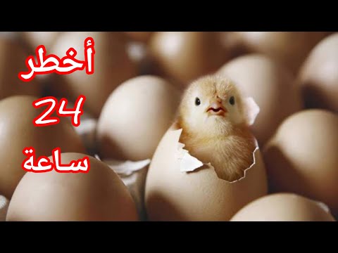 أهم خطوات رعاية الكتاكيت أول 24 ساعة