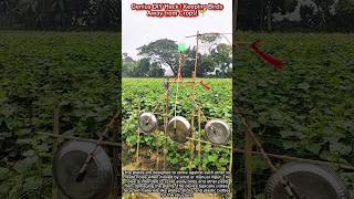 Genius Diy Hack Keeping Birds Away From Crops