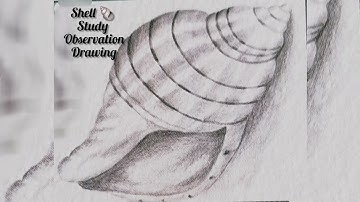sketching video🥰 How to draw realistic shells still life : pencil drawing
