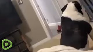 Watch how this dog's mood changes with the click of a button