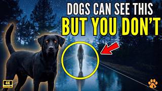 20 Things Dogs Can Sense That Humans NEVER Will