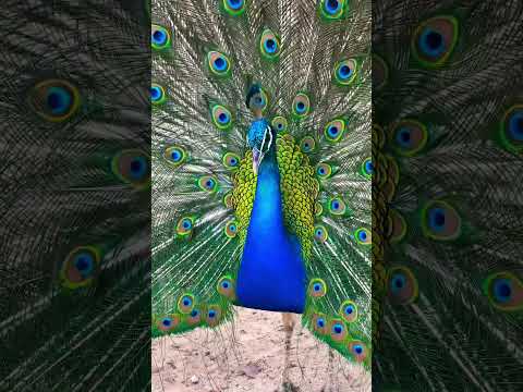 شايفين الطاووس  سياحة    