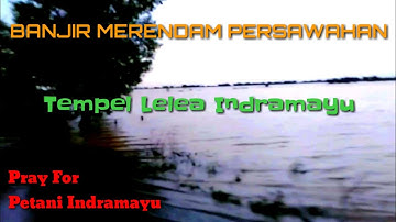 Banjir Merendam Persawahan Di Tempel Wetan - Lelea - Indramayu