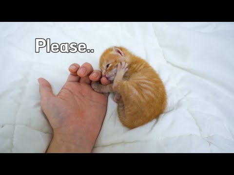 This Kitten, who has been Abandoned, Never <strong>Tries</strong> to Stay away from <strong>me</strong>