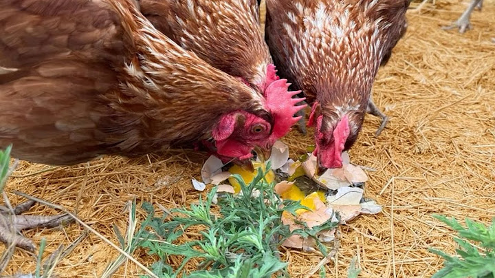 How To Stop Egg Eating Hens!!