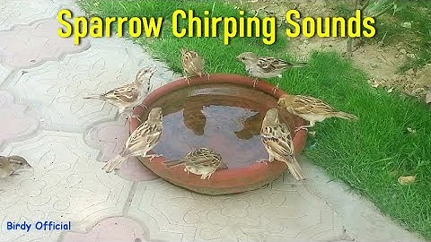 Sparrows Chirping Sound - House Sparrow Call -Birds Video