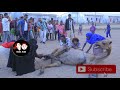 ETHIOPIAN: CAMEL GIVING BIRTH  National Geographic