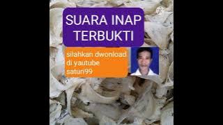suara walet saturi99